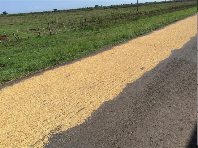 Figure 7. Rice laid on road to dry.